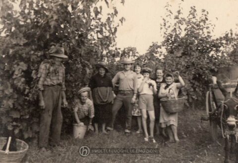 Foto Sorelle Occhial - La vendemmia