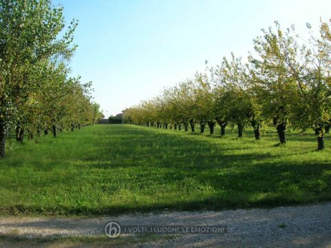 2007: prati e filari di gelsi nell'antico brolo.